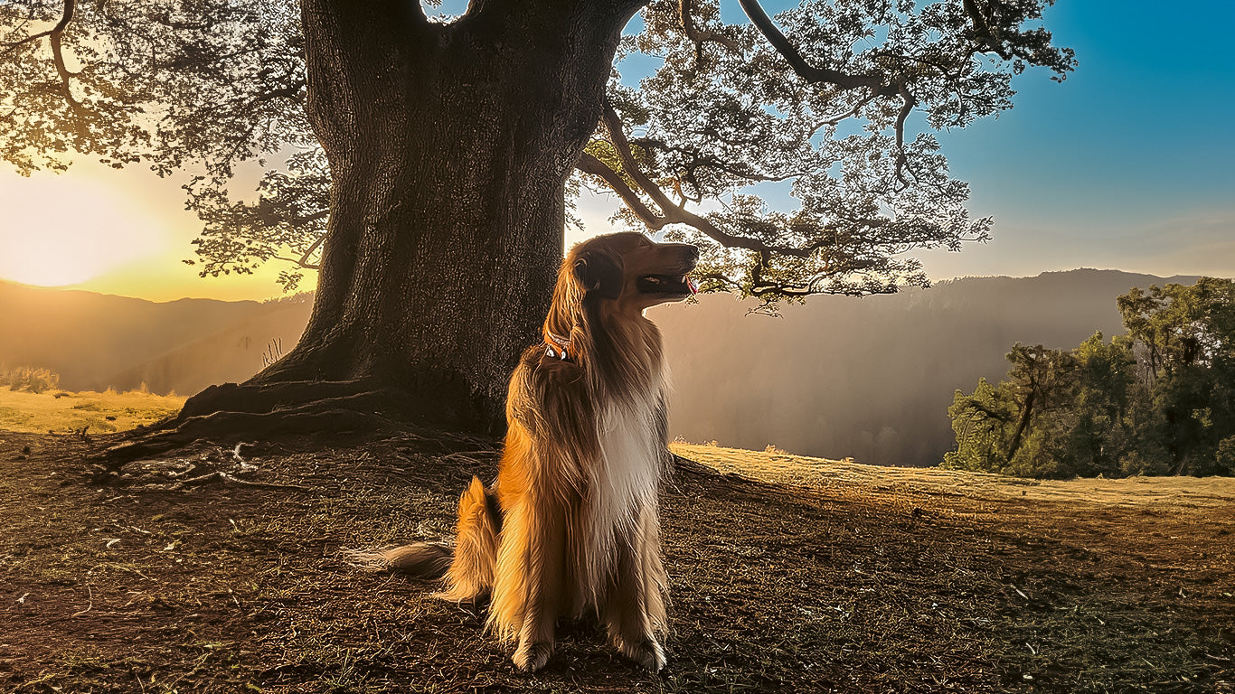 Biotin für Hunde: So unterstützt BiotinPower den Fellwechsel