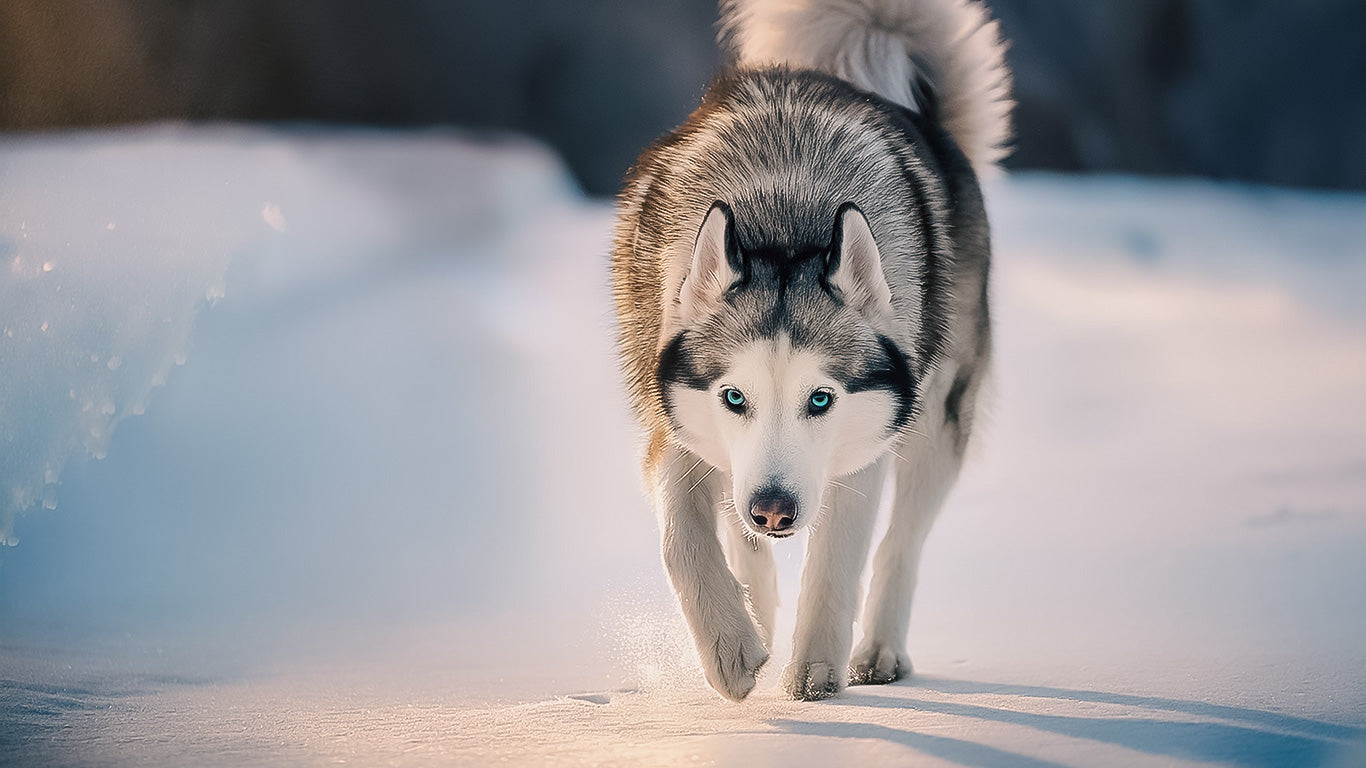Pfotenbalsam für Hunde – Schutz & Pflege bei jedem Wetter
