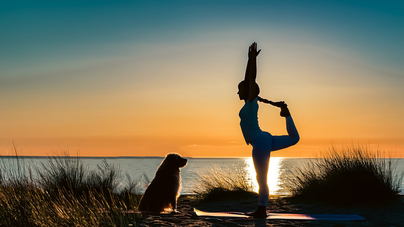 Natürlich stark: Kräuterpower Abwehrkraft für das Immunsystem deines Hundes