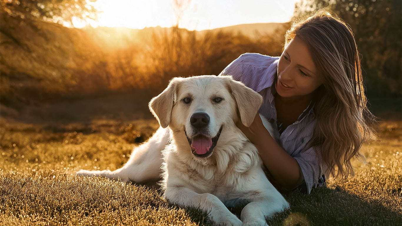 Stumpfes Fell beim Hund? Diese Kräuter können helfen