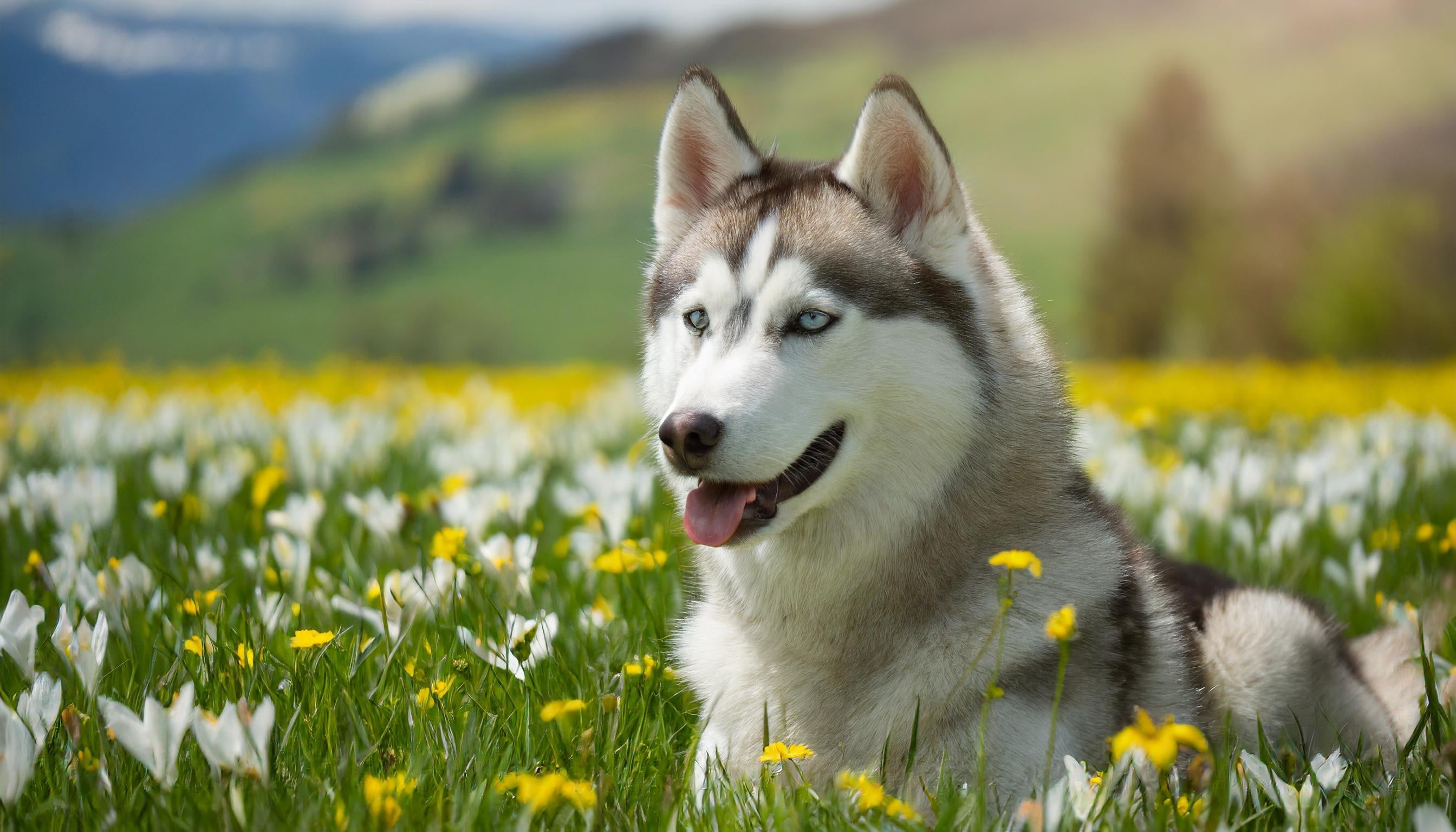 Omega-3 für Hunde: Wie die Premium Ölmischung das Immunsystem stärkt